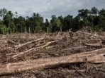 Hutan Pulih Alami, Indonesia Jadi Kunci Dunia