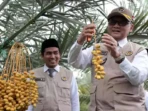 Kurma Pasuruan Masuk Ekosistem Haji