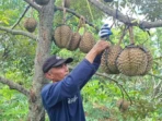 Panen Raya Durian Madiun, Petani Jual 700 Buah Sehari