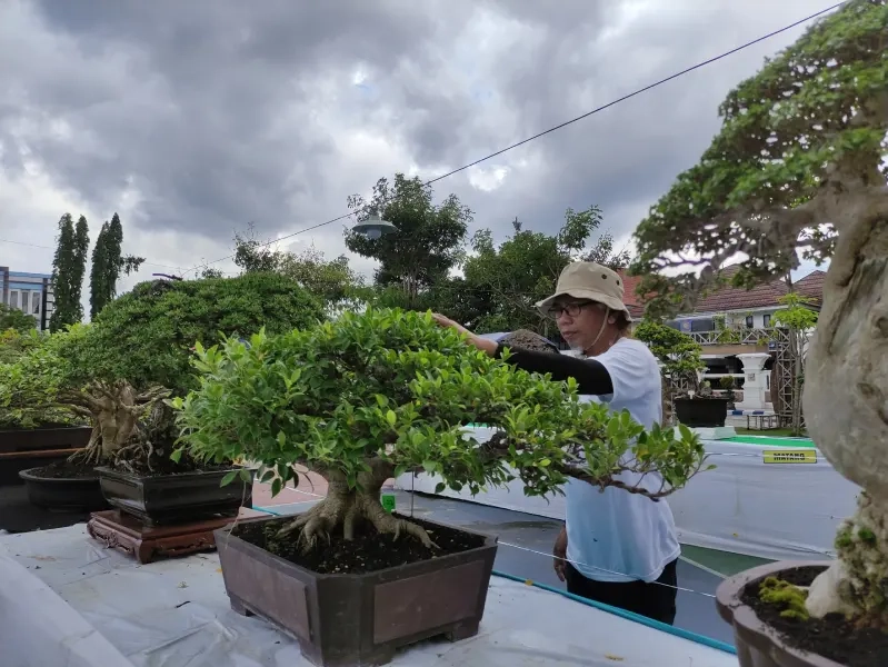 Seorang pegiat bonsai merapikan salah satu koleksinya yang dipamerkan dalam kontes bonsai HUT Pacitan ke-281 di Alun-alun Pacitan