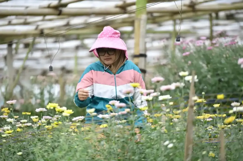 Petani Tutur Pasuruan Panen Ribuan Krisan per Hari
