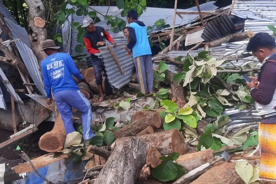 Pohon Jati Roboh Timpa Warung Pasir Putih