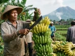 Wabup Magetan Dorong Tanam Pisang Cavendish