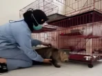 Puskeswan Surabaya Buka Penitipan Kucing Saat Lebaran