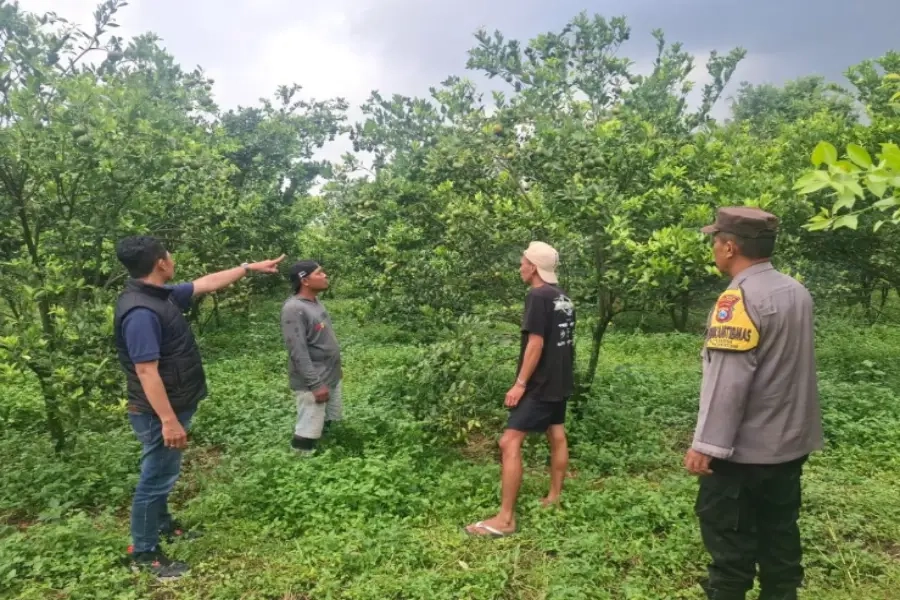 Pencuri Jeruk 184 Kg Dibekuk Polisi Malang