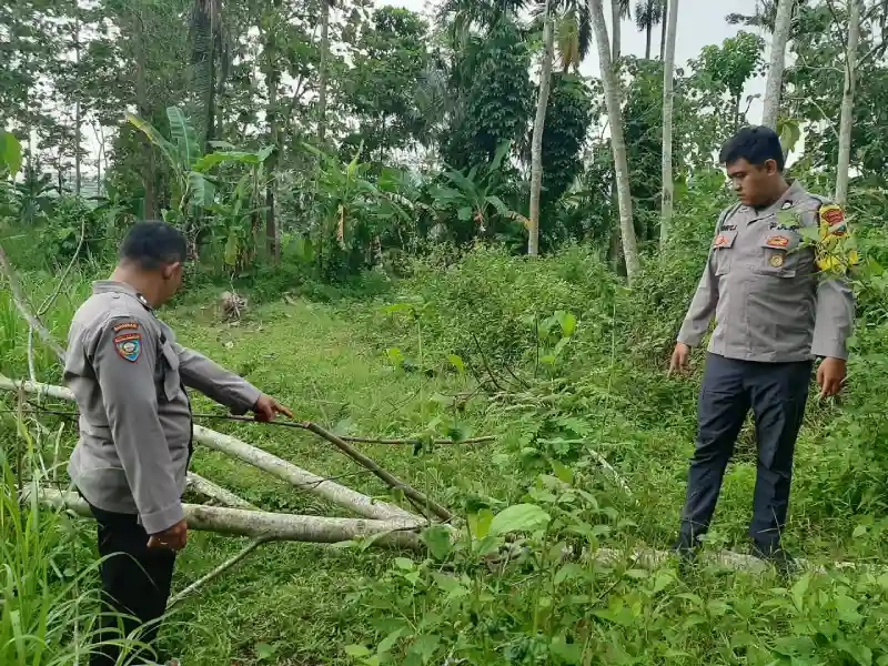 Pohon Tumbang Tewaskan Warga, Antisipasi Dipertanyakan
