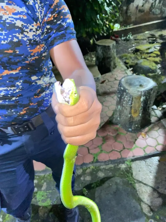 Ular Viper Masuk Rumah, Respons Damkar Disorot