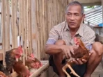 Ayam Sengkuni Disorot, Bisnis Pekarangan Kian Dilirik Ayam Sengkuni Disorot, Bisnis Pekarangan Kian Dilirik