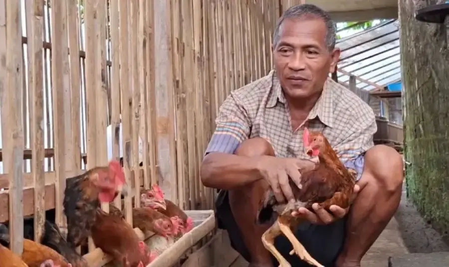Ayam Sengkuni Disorot, Bisnis Pekarangan Kian Dilirik