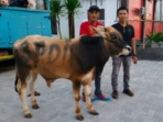 Bantuan Sapi Kurban PDIP Disalurkan ke Malang Bantuan Sapi Kurban PDIP Disalurkan ke Malang