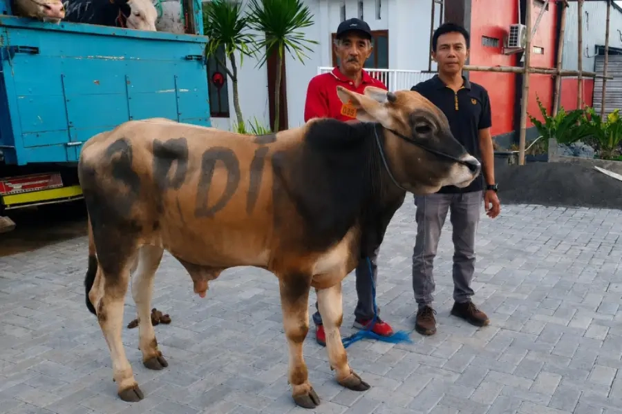 Bantuan Sapi Kurban PDIP Disalurkan ke Malang