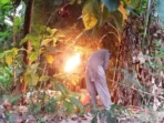 Damkar Jombang Sapu Bersih Dua Sarang Tawon Berbahaya