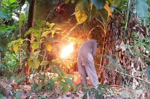 Damkar Jombang Sapu Bersih Dua Sarang Tawon Berbahaya