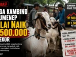 Harga Kambing Kurban Sumenep Melonjak