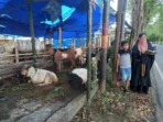 Harga Kambing Kurban Sumenep Melonjak Jelang Iduladha