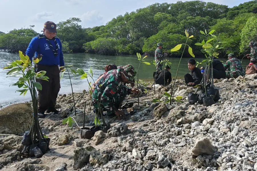 Kodim Lamongan Tanam 1.000 Mangrove