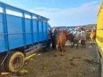 Pengawasan Sapi Impor Diperketat di Sampang