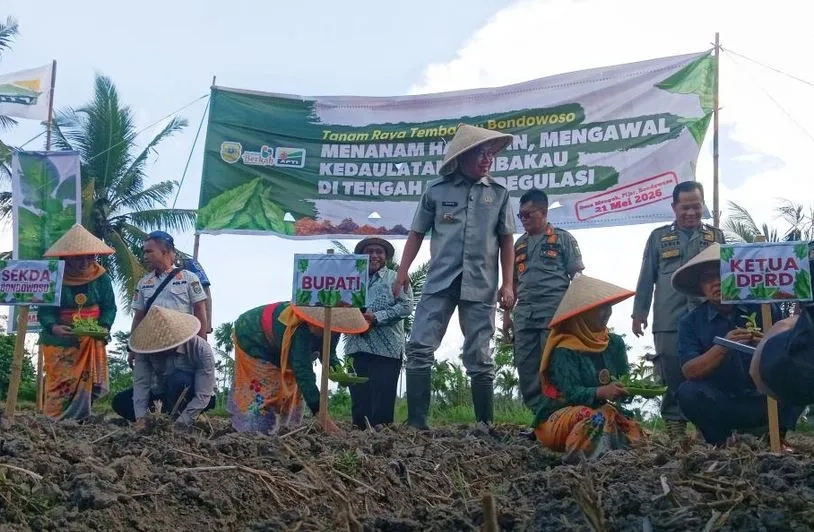 Petani Bondowoso Lawan Regulasi Nikotin