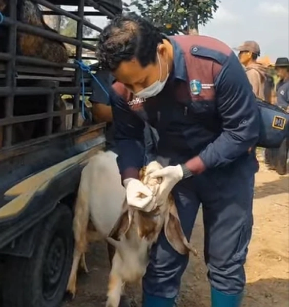 PMK Nihil, Hewan Kurban Ponorogo Diawasi Ketat