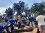 Pohon Tumbang Lumpuhkan Jalur Suboh-Bondowoso