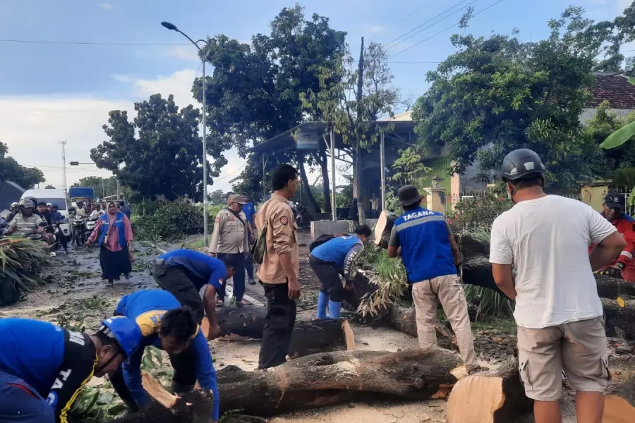 Pohon Tumbang Lumpuhkan Jalur Suboh-Bondowoso