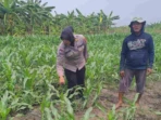 Polisi Awasi Jagung, Kawal Swasembada Pangan