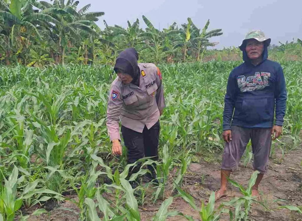 Polisi Awasi Jagung, Kawal Swasembada Pangan