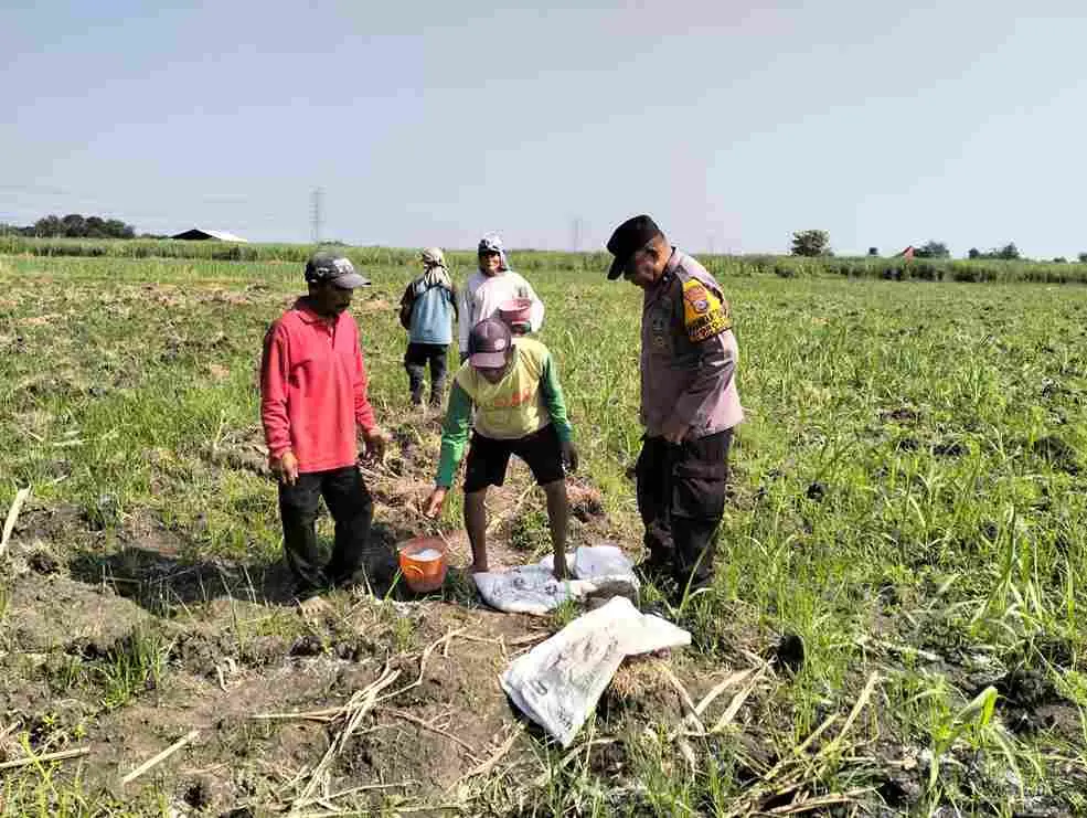Polisi Dorong Alih Tanam Jagung Usai Panen Tebu