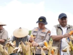 Polri Kawal Panen Jagung Nasional