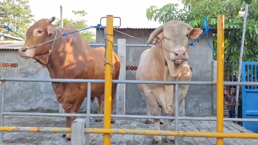 Prabowo Borong Sapi Kurban Jumbo Mojokerto