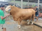 Prabowo dan Bupati Borong Sapi Jumbo Madiun