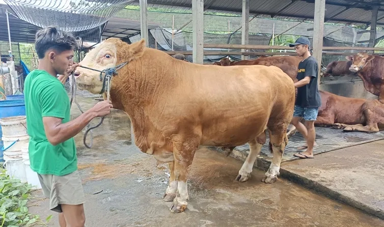 Prabowo dan Bupati Borong Sapi Jumbo Madiun
