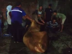 Sapi Kurban Mengamuk, Damkar dan BKSDA Turun Tangan