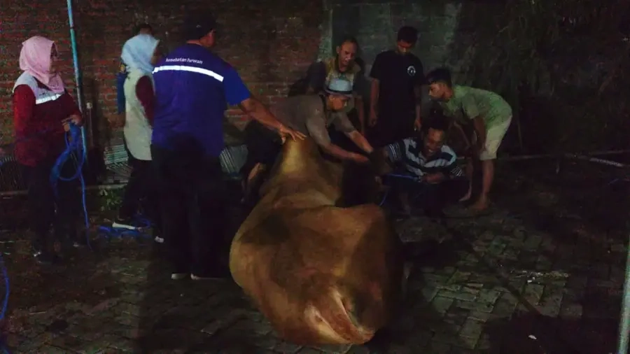 Sapi Kurban Mengamuk, Damkar dan BKSDA Turun Tangan