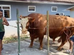 Sapi Kurban Presiden Tembus 1,14 Ton