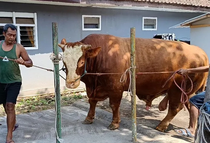 Sapi Kurban Presiden Tembus 1,14 Ton