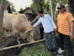 Sapi Kurban Presiden Tiba, Warga Rejoso Geger Sapi Kurban Presiden Tiba, Warga Rejoso Geger