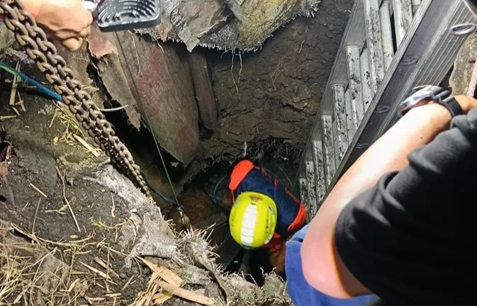 Sapi Kurban Rp25 Juta Tercebur Septic Tank