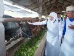 Stok Kurban Jatim Melimpah, Pengawasan Kesehatan Diperketat
