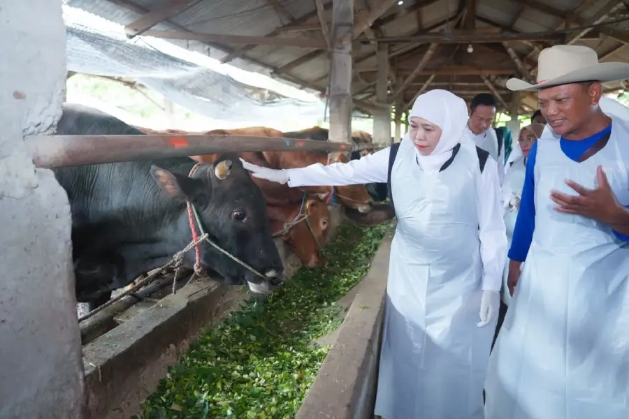 Stok Kurban Jatim Melimpah, Pengawasan Kesehatan Diperketat