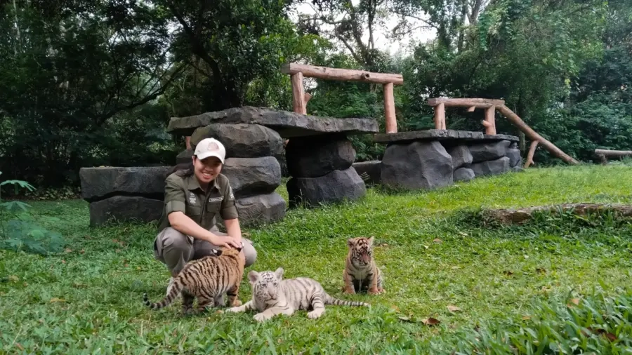 Tiga Bayi Harimau Langka Lahir di Prigen