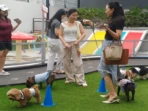 Wooftopia Surabaya Ramaikan Tren Daycare Anjing