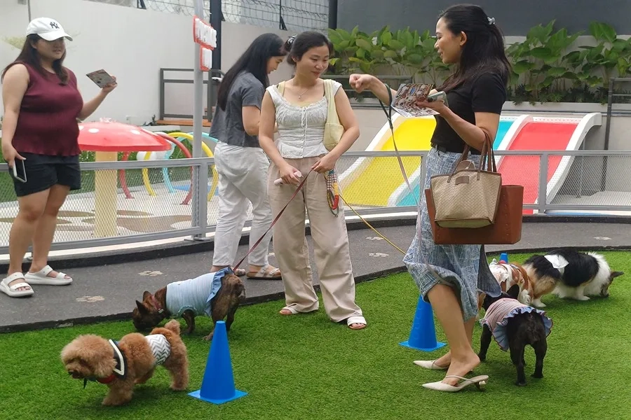 Wooftopia Surabaya Ramaikan Tren Daycare Anjing