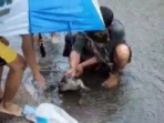 Banjir Medokan Ayu, Biawak Satu Meter Muncul Banjir Medokan Ayu, Biawak Satu Meter Muncul