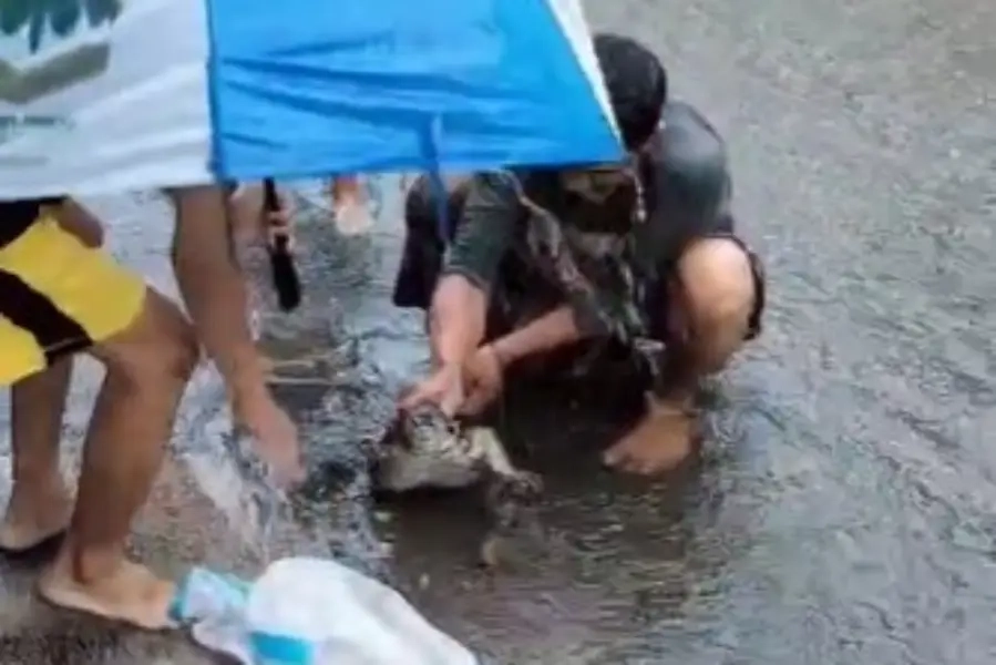 Banjir Medokan Ayu, Biawak Satu Meter Muncul