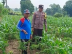 Bhabinkamtibmas Awasi Perawatan Jagung Petani