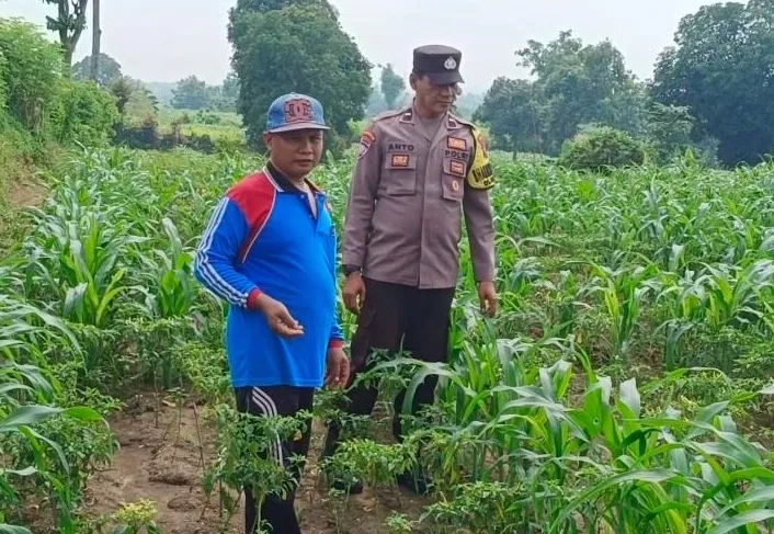 Bhabinkamtibmas Awasi Perawatan Jagung Petani