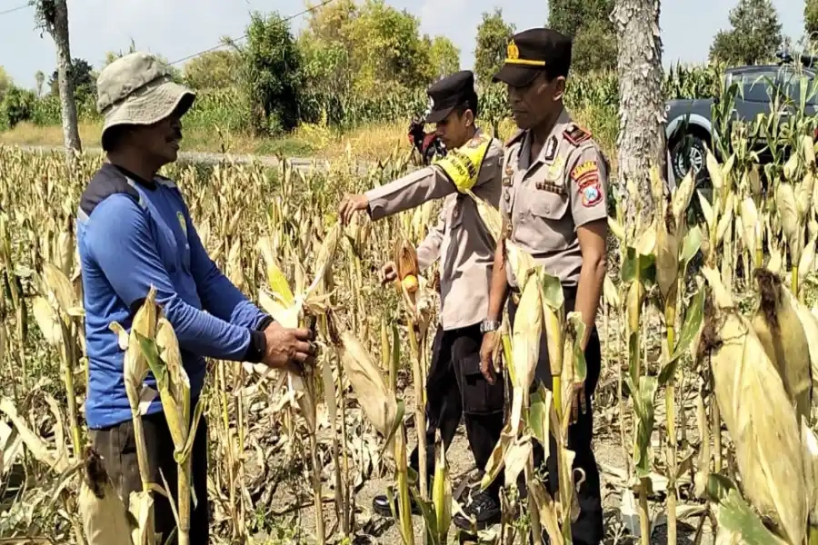 Kapolsek Kawal Panen Jagung, Cegah Permainan Harga