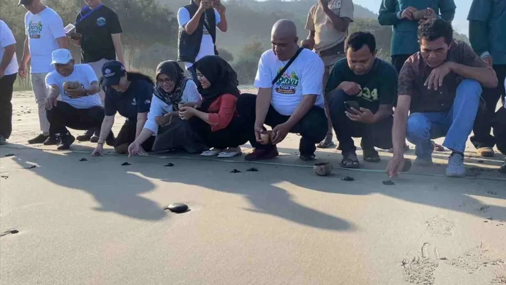 Konservasi Penyu Jolosutro Selamatkan Ribuan Telur