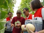 Panen Melon 1,7 Ton, CSR Pertagas Dongkrak Desa
